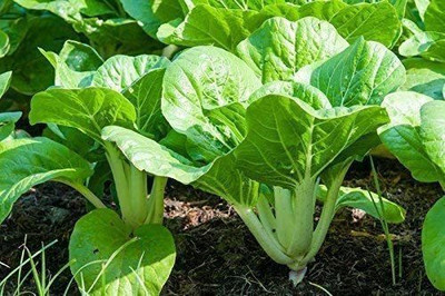 WILLVINE Pak Choi Canton Dwarf White Seed(200 per packet)
