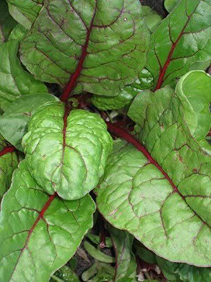 VibeX ® XII-810-Rhubarb RED Swiss Chard Vegetable Seeds Seed(2000 per packet)