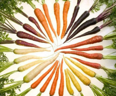 VibeX Carrot Seed(500 per packet)