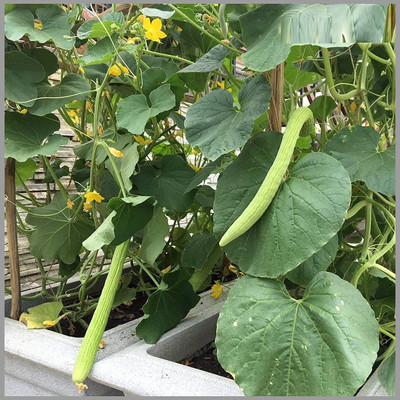 CRGO ™ PUSA-111-Long Melon/Kakri/Tar (Arminian Cucumber) Seeds Seed(5 per packet)