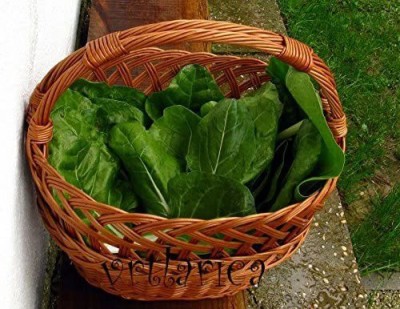 VibeX Swiss Chard Seed(75 per packet)