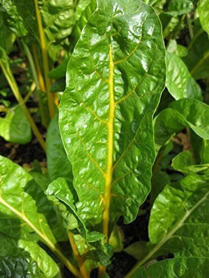 WILLVINE Yellow Canary Swiss Chard Beta Vulgaris Perpetual Spinach Vegetable Seeds Seed(500 per packet)
