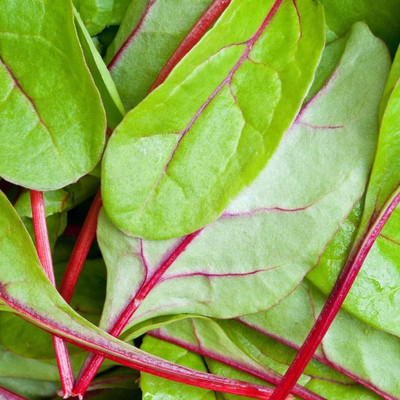 Biosnyg Seeds, Spinach - Red Kitten F1 100gm Seeds Seed(100 g)