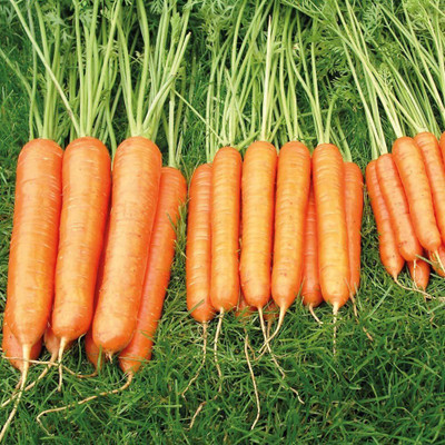 VibeX Carrort Seed(1250 per packet)