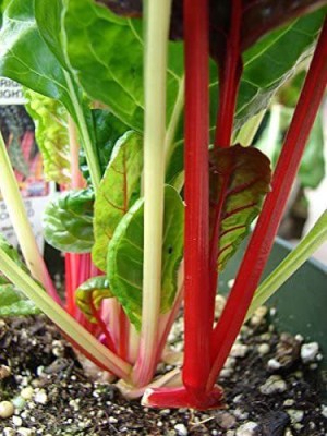 VibeX ™ LXI-789-Rhubarb RED Swiss Chard Perpetual Spinach Beta Vulgaris Vegetable Seeds Seed(150 per packet)