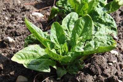 VibeX ™ LXI-139-Organic - Spinach - Giant Winter - Spinacia oleracea Seed(750 per packet)
