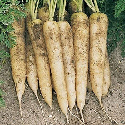 VibeX carrot Seed(150 per packet)