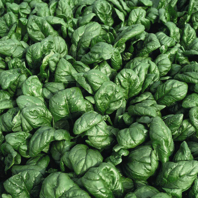VibeX ® RDX-1046-Spinach 'Palco' F1 Hybrid Organic Seeds Seed(50 per packet)