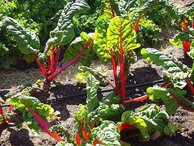 VibeX ® XII-820-Rhubarb RED Swiss Chard Perpetual Spinach Seed(200 per packet)