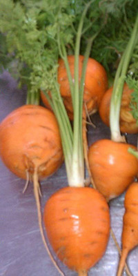 VibeX carrot Seed(2250 per packet)