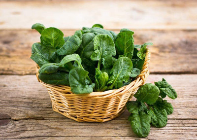 VibeX ® LXI-274-F-1 Hybrid Spinach - Matador - Seeds - Spinacia oleracea Seed(300 per packet)