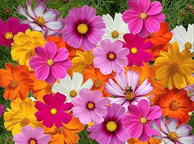 VibeX VVI-72 - Cosmos Best Mixed Plant - (270 Seeds) Seed(270 per packet)