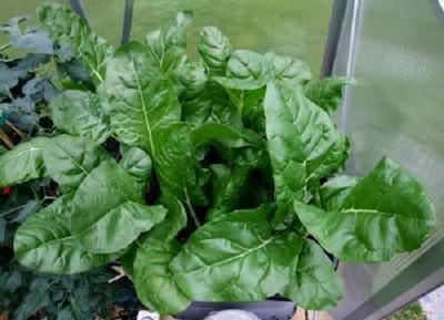 WILLVINE ™White Rib Perpetual Spinach Beta Vulgaris Swiss Chard Seed(1000 per packet)