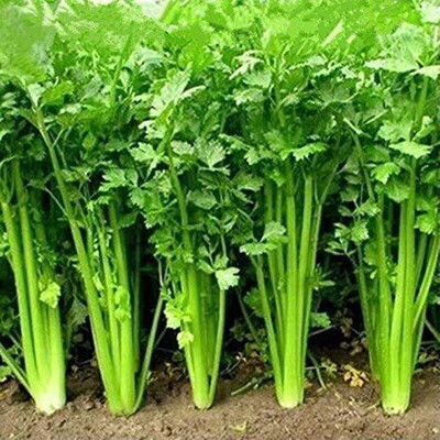 EVY Coriander Green Seed(100 per packet)