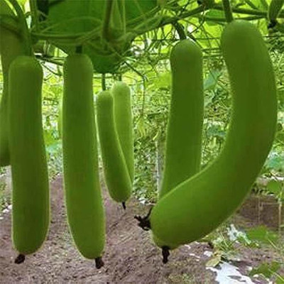 VibeX PUSA-96-Hybird Rare Long Melon Vegetable Seeds Seed(70 per packet)
