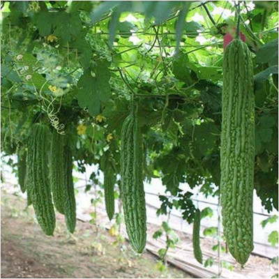 UGRA Bitter Gourd Seeds – Karela Seeds Seed(400 per packet)