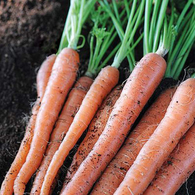 VibeX RDX-533-Sugarsnax 54' Carrot Seeds F1 Hybrid Seed(100 per packet)