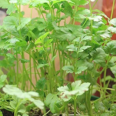 Earth Angels Coriander Seeds 1000+ seeds Seed(1000 per packet)