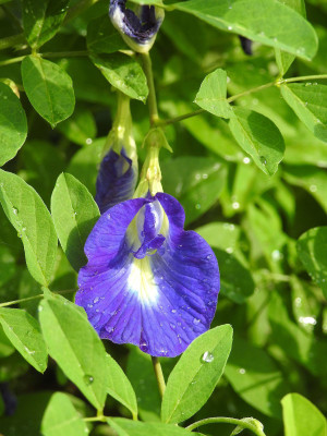 JSR Organics Aprajita, Clitoria Ternatea, Shankha pushpa Seed(20 per packet)