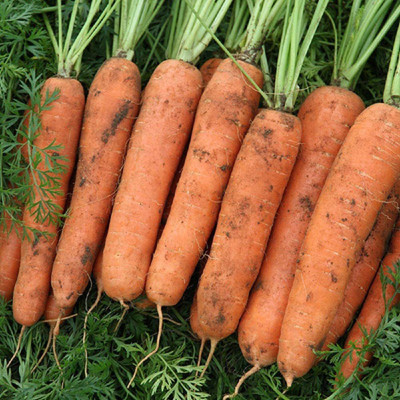 VibeX carrot Seed(2000 per packet)