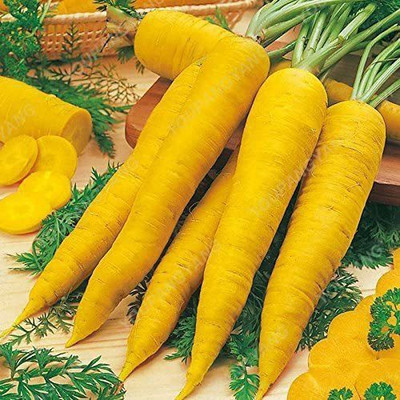 VibeX carrot Seed(1250 per packet)