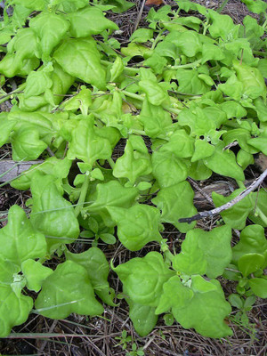 WILLVINE Tetragonia tetragonoides, New Zealand Spinach Seed(500 per packet)