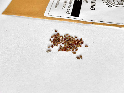 VibeX Carrot Seed(75 per packet)