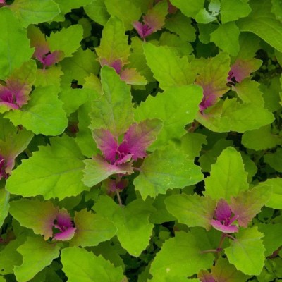 VibeX CBZ-1252-Magentaspreen Tree Spinach Seeds Seed(125 per packet)