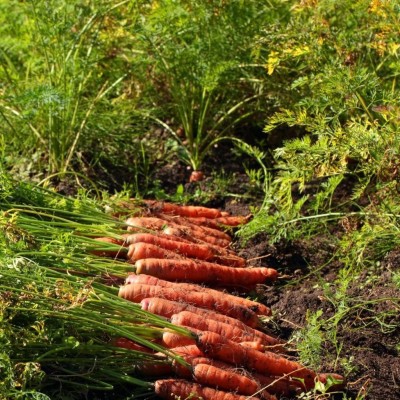 VibeX Carrot Seed(750 per packet)