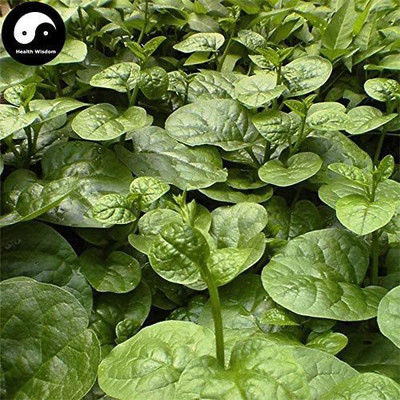 VibeX ® RDX-886-Elitely Ceylon Spinach Vegetable Semente Leaf Vegetables Basella Alba Seed(600 per packet)