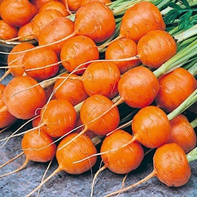 VibeX RDX-469-Carrot (Round Shape) Vegetable Seeds Seed(125 per packet)