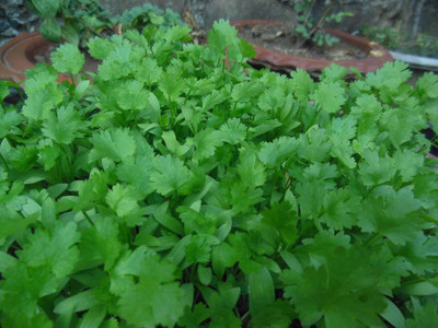 Earth Angels Coriander Seeds 1000+ seeds Seed(1000 per packet)
