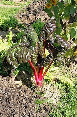 WILLVINE Rhubarb RED Swiss Chard Perpetual Spinach Beta Vulgaris Vegetable Seeds Seed(200 per packet)