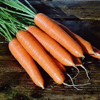 VibeX VXI-435-Vegetable - Seeds Carrot - Eskimo F1 Seed(2500 per packet)