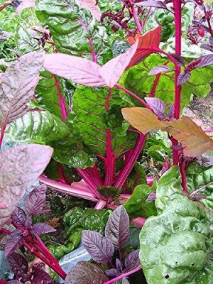 VibeX RDX-1506-Swiss Chard Vegetable Seeds Perpetual Spinach Beta Vulgaris Seed(2000 per packet)