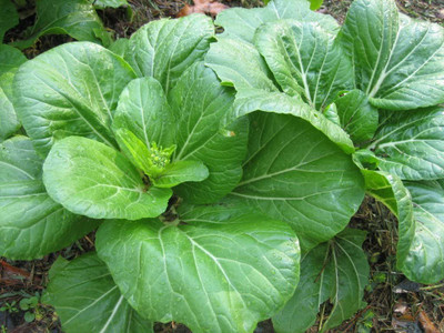 VibeX SPINACH Seed(1000 per packet)