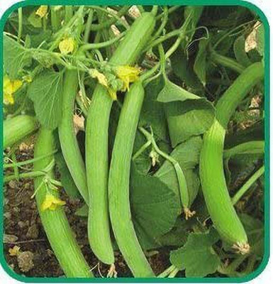 VibeX HAU-247-Long Melon(KAKRI) Selection Variety Seed(150 per packet)