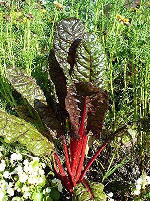 VibeX XII-755-Rhubarb RED Swiss Chard Vegetable Seeds Seed(25 per packet)