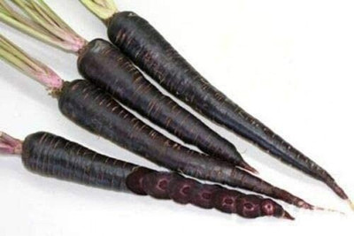 VibeX carrot Seed(175 per packet)