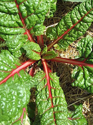 VibeX ® XII-1480-Swiss Chard Vegetable Seeds Perpetual Spinach Beta Vulgaris Seed(25 per packet)