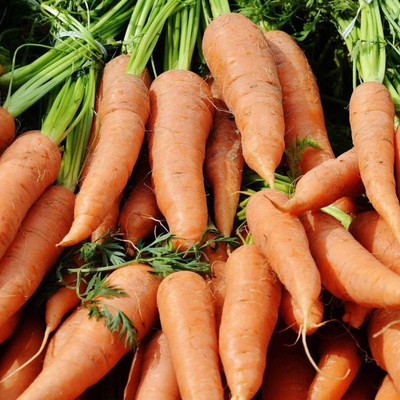 VibeX carrot Seed(1500 per packet)