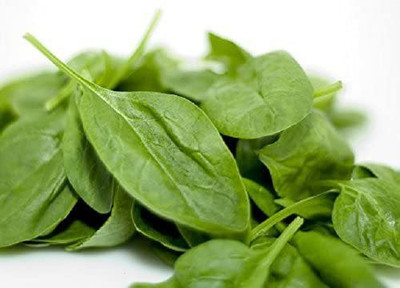 CYBEXIS Spinach seeds MATADOR rich in vitamins2000 Seeds Seed(2000 per packet)