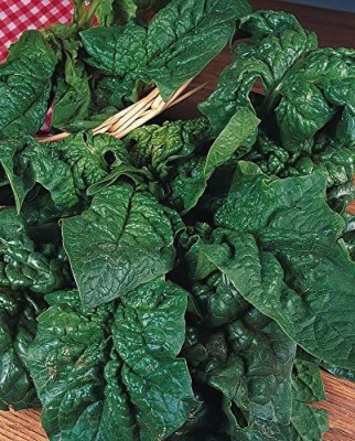 VibeX ® XII-990-Spinach - Giant Winter Seed(100 per packet)