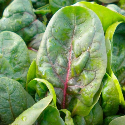 CYBEXIS Vegetable Spinach Rubino F1 Seeds1000 Seeds Seed(1000 per packet)