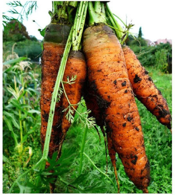 WILLVINE ™Carrot - Autumn King Seed(2500 per packet)