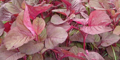 VibeX Scarlet Emperor Seed(1500 per packet)