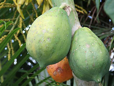 Xesas Papaya Seed(20 per packet)