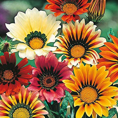Aywal Gazania Trailing Green Leaf Purple Seed(50 per packet)