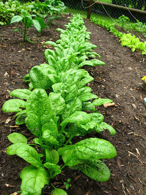 VibeX SPINACH Seed(100 per packet)