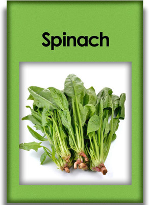 VibeX ® VXI-1628-Spinach Seeds Heirloom Healthy Vegetables Seed(1000 per packet)